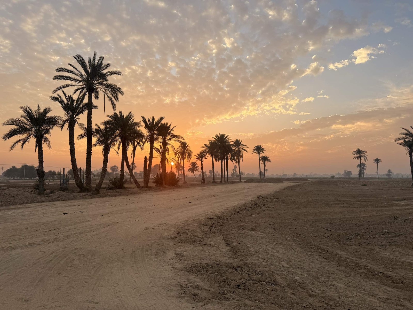 Sunset over the palm-lined approach road at Japan Citi Bahawalpur